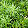 40 Sundial PEPPERMINT PORTULACA Grandiflora Moss Rose Pink Streaked Succulent Flower Seeds