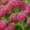 10 EMPEROR'S WAVE SEDUM Red Upright Telephium Succulent Stonecrop Flower Hylotelephium Seeds