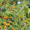 10 ORANGE BALL TREE / Golden Butterfly Bush Buddleja Globosa Shrub Flower Seeds
