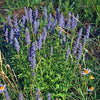 250 JAPANESE CATNIP Herb Purple Flower Jing Jie Schizonepeta Tenuifolia Seeds