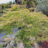 10 Upright GREEN LACELEAF MAPLE Japanese Seiryu Acer Palmatum Dissectum Viridis Tree Seeds