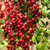 15 DWARF SACRED BAMBOO Heavenly Nandina Domestica Nana Pink Red Sun Shade Shrub Seeds