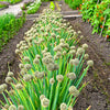 Evergreen Nebuka Bunching Onion Seeds – Japanese Allium Fistulosum Vegetable – photo 10