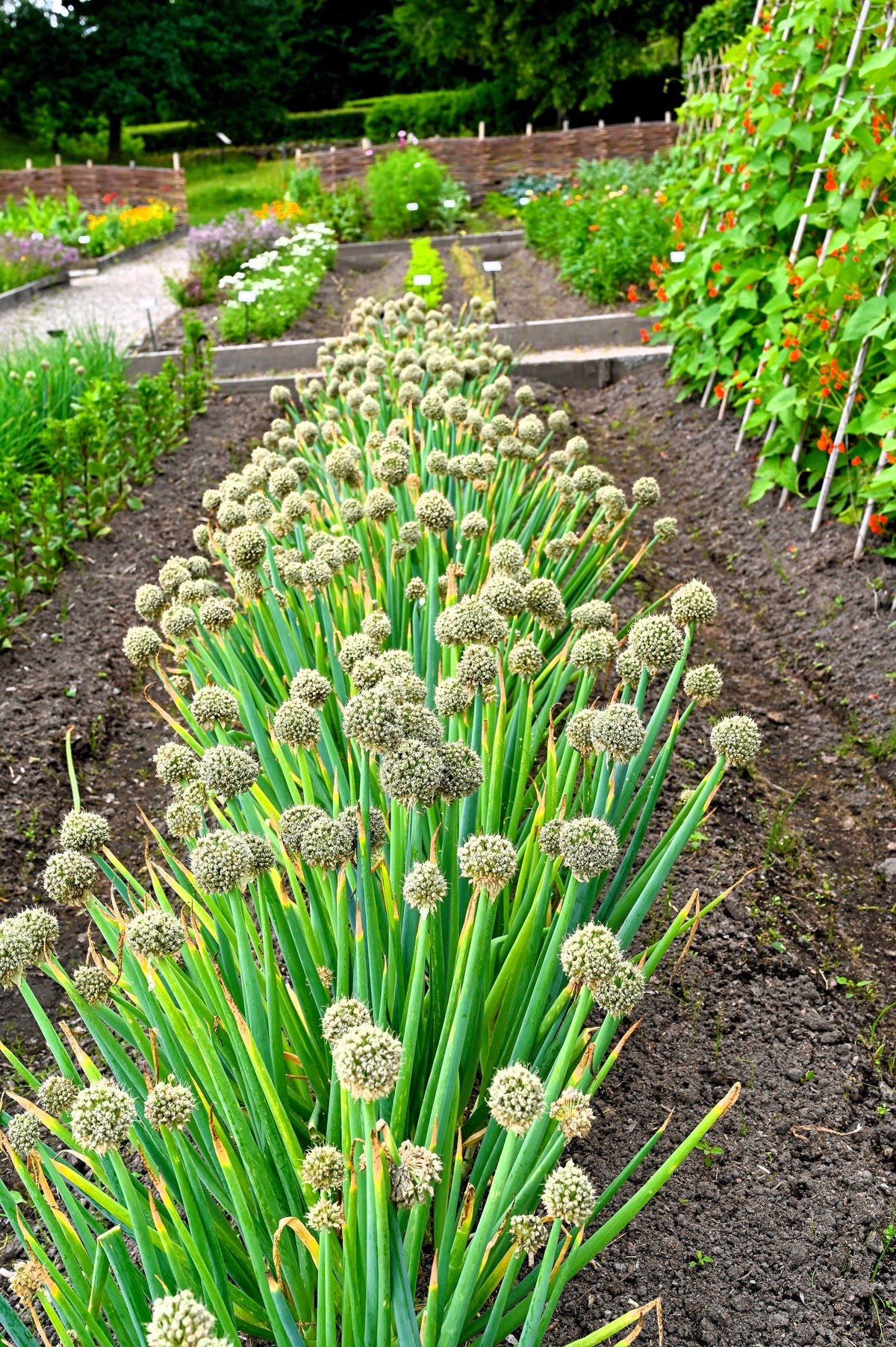 Evergreen Nebuka Bunching Onion Seeds – Japanese Allium Fistulosum Vegetable – photo 10