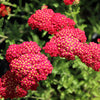 600 RED YARROW Achillea Millefolium Rubra Flower Seeds