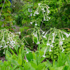 Jasmine Aztec Nicotiana Seeds – (Ornamental Flowering Tobacco) Nicotiana Alata Flower – photo 8