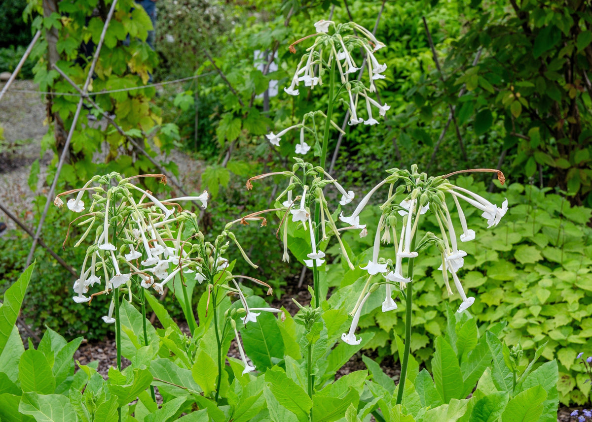 Jasmine Aztec Nicotiana Seeds – (Ornamental Flowering Tobacco) Nicotiana Alata Flower – photo 8