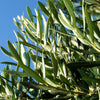 10 CANINO OLIVE TREE Olea Europaea Canino Edible European Common Green Black Fruit Seed