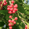 10 CAROLINA MOONSEED Snailseed / Coralbeads Flower Vine Cocculus Carolinus Seeds