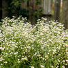 1000 GERMAN CHAMOMILE Matricaria Recutita Chamomilla Herb Flower Seeds