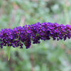 50 Dark PURPLE BUTTERFLY BUSH Buddleja Davidii Hummingbird Shrub Fragrant Flower Seeds