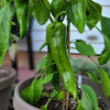 60 RED MARCONI PEPPER Rossa Large Sweet Italian Frying Capsicum Annuum Seeds