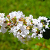 35 WHITE CREPE MYRTLE Lagerstroemia Indica Flowering Shrub Bush Small Tree Seeds