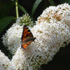 50 WHITE BUTTERFLY BUSH Buddleja Davidii Flower Seeds