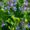 25 VIRGINIA BLUEBELLS True Blue & Pink Mertensia Virginica Flower Seeds