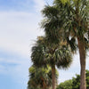 Hardy Sabal Palm Tree Seeds – Cabbage Palmetto Flower – photo 5