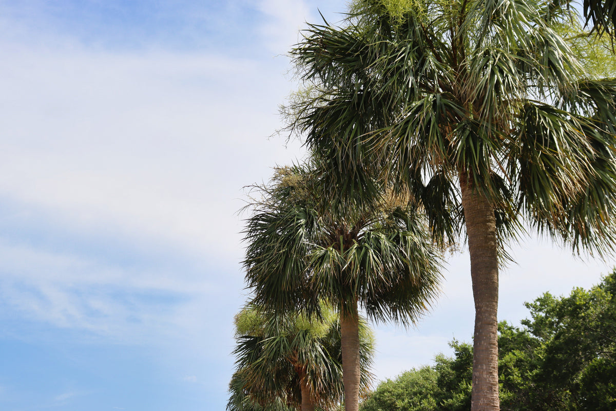 Hardy Sabal Palm Tree Seeds – Cabbage Palmetto Flower – photo 5