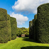 35 EUROPEAN PRIVET HEDGE Common Wild Ligustrum Vulgare Flower Shrub Seeds
