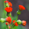 50 Red LADY'S PAINTBRUSH Tassel Flower Emilia Javanica Coccinea 'Scarlet Magic' Seeds