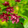 10 SWEETSHRUB Carolina Allspice Fragrant Calycanthus Floridus Shrub Flower Seeds