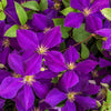 10 MIXED HYBRID CLEMATIS Hybrida Red Purple Pink Blue Bicolor Flower Vine Seeds