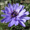20 Blue CUPIDS DART aka ' LOVE plant ' Catananche Caerulea Flower Seeds