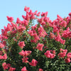 50 MIXED CREPE MYRTLE Lagerstroemia Indica Tree Shrub Crape  6 Color Mix - Red, Purple, Light Pink, Dark Pink, White, & Lilac Flower Seeds