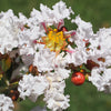 35 WHITE CREPE MYRTLE Lagerstroemia Indica Flowering Shrub Bush Small Tree Seeds