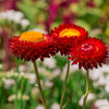 100 Red FIRE BALL STRAWFLOWER Helichrysum Monstrosum Flower Seeds