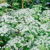 200 BISHOPS FLOWER Ammi Majus False Queen Annes Lace Seeds