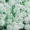 200 BISHOPS FLOWER Ammi Majus False Queen Annes Lace Seeds