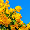 10 TECOMA STANS (Yellow Trumpetbush / Yellow Bells / Yellow Elder / Esperanza) Flower Shrub Bush Seeds