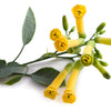 250 TREE TOBACCO Nicotiana Glauca Yellow Trumpet Flower Herb Shrub Seeds