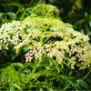 25 AMERICAN GINSENG Panax Quinquefolius Shade Herb Seeds