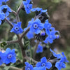 500 Blue Chinese FORGET ME NOT (Hounds Tongue) Cynoglossum Amabile Flower Seeds