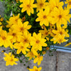 250 MAXIMILIAN (Prairie) SUNFLOWER Helianthus Maximiliani Flower Seeds