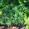 25 Spanish STONECROP / SEDUM HISPANICUM Groundcover Flower Seeds