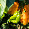 50 Hot ORANGE HABANERO PEPPER Capsicum Chinense Vegetable Seeds