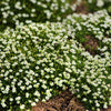 50 IRISH MOSS Groundcover Heath Pearlwort Sagina Subulata White Flower Seeds