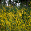 25 BOTTLEBRUSH GRASS Ornamental Shade Elymus Hystrix Patula Seeds