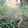 200 CLOUD GRASS Agrostis Nebulosa White Flower Tan Ornamental Grass Seeds