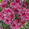 50 MOUNTAIN LAUREL White Pink Red Kalmia Latifolia Shrub Bush Seeds