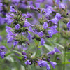 50 Purple False Dragon DRAGONS HEAD Obedient Plant Dracocephalum Flower Seeds