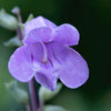 250 LARGE FLOWERED BEARDTONGUE Penstemon Grandiflorus Native Pink Purple Flower Seeds