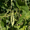 50 Charlevois DARK Red KIDNEY BEAN Chili Baked Phaseolus Vulgaris Vegetable Seed