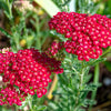 600 RED YARROW Achillea Millefolium Rubra Flower Seeds
