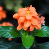 10 ORANGE MARMALADE CROSSANDRA Infundibuliformis Firecracker Flower Houseplant Seeds