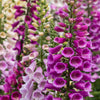 Seeds Mixed Foxglove Seeds – Digitalis Purpurea Flower