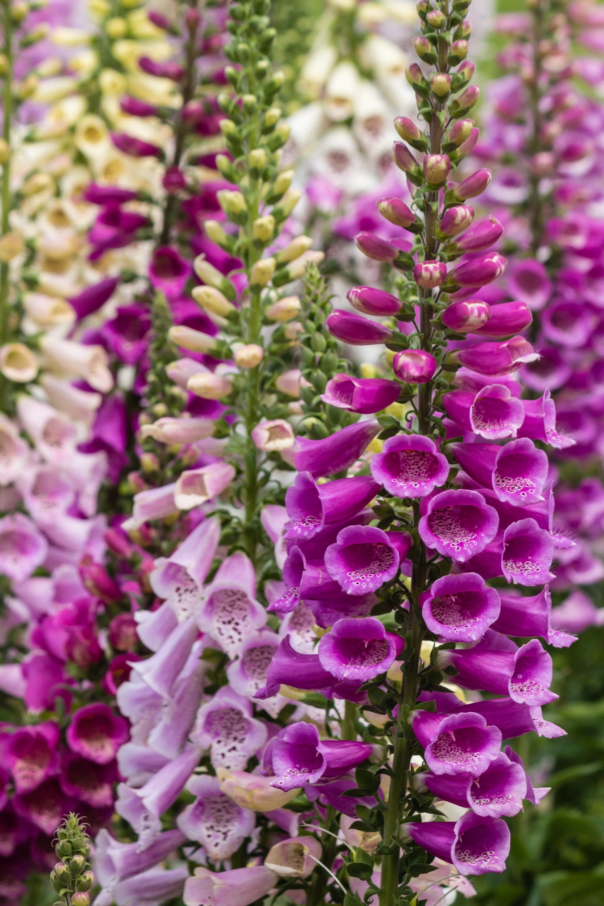 Seeds Mixed Foxglove Seeds – Digitalis Purpurea Flower