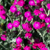 200 Organic ROSE CAMPION Magenta Silver Catchfly Lychnis Silene Coronaria Flower Seeds